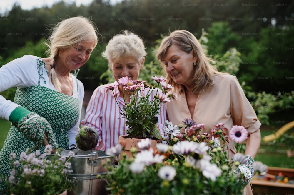 Happy three senior women friends planting flowers together outdoors, community garden concept.