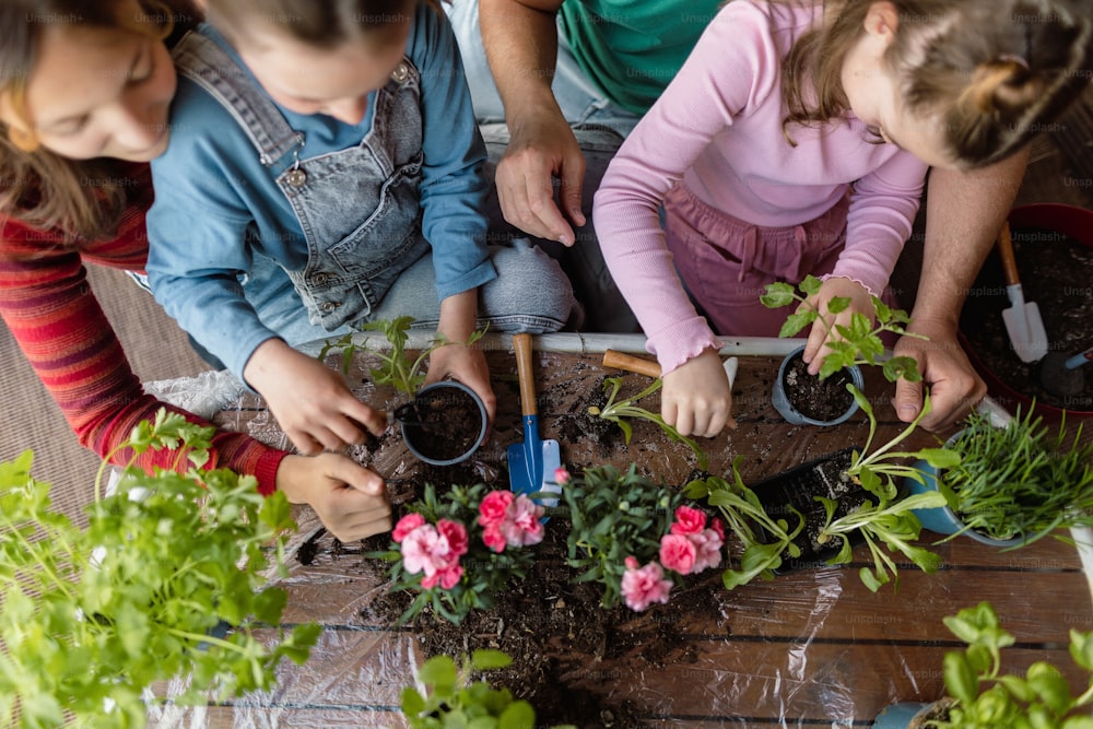 A top view of three daughters helping father to plant flowers, home gardening concept.