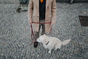 都会の屋外で犬の散歩をしている上品な年配の男性の低い部分。