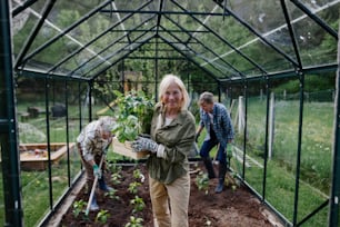 Senior woman friends planting vegetables in greenhouse at community garden, looking at a camera.