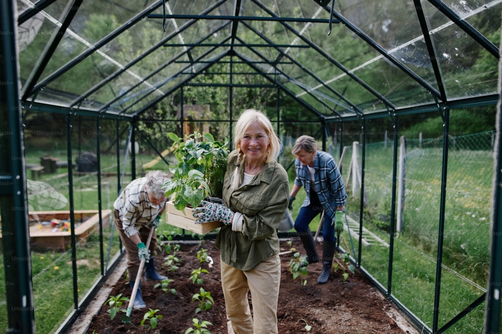 Senior woman friends planting vegetables in greenhouse at community garden, looking at a camera.