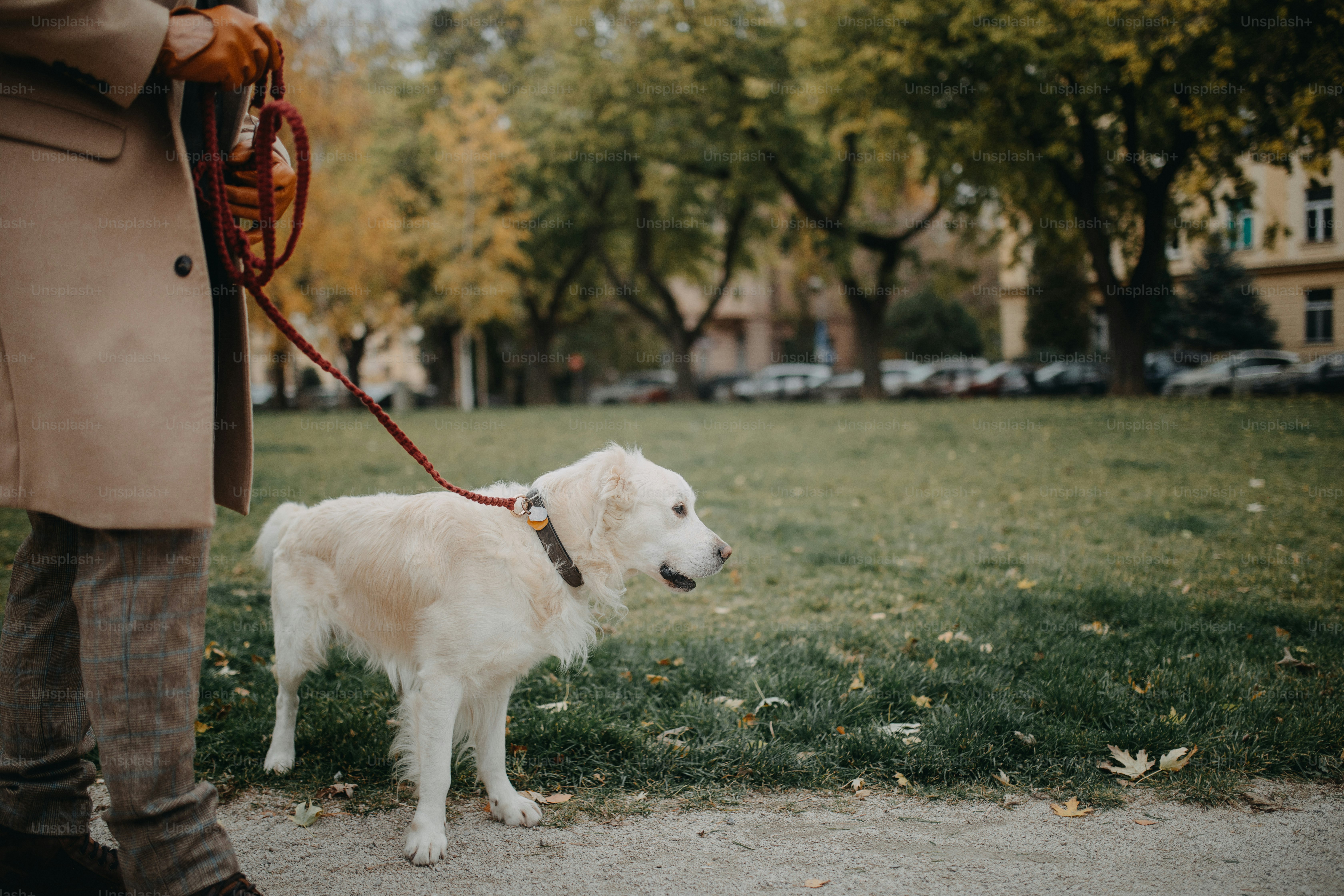 Senior dog using joint supplements for senior dogs while walking comfortably outside