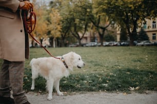Ein kleiner Teil des eleganten älteren Mannes, der mit seinem Hund draußen in der Stadt spazieren geht.