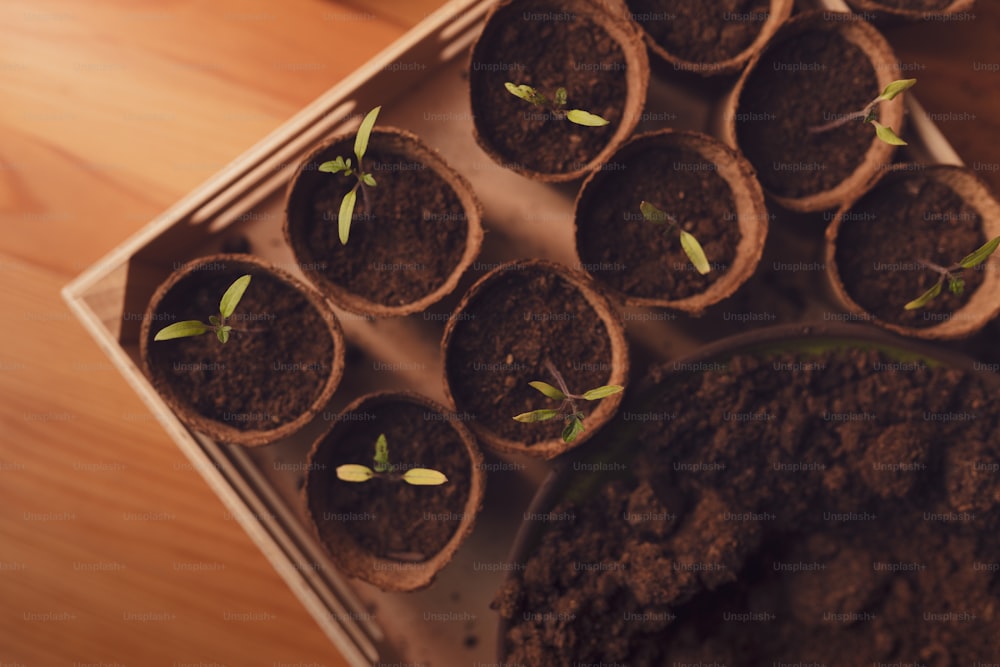 Young fresh seedlings growing in a biodegradable pot, home gardening.