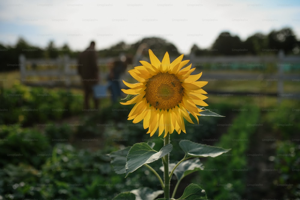 A sunflower in field with farmers in background.