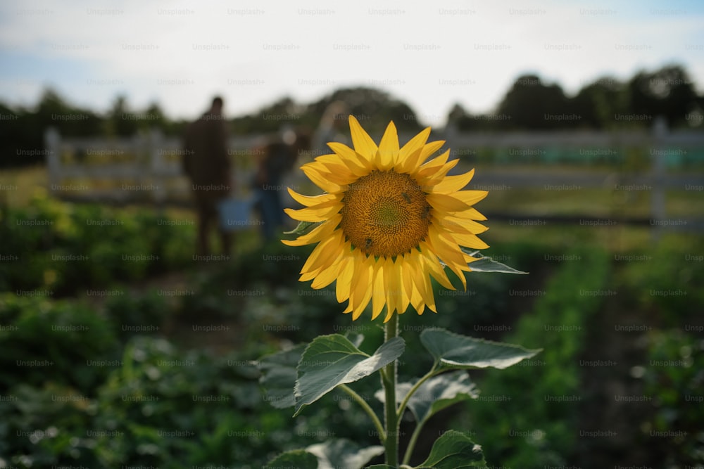 Un girasol en el campo con los agricultores en el fondo.