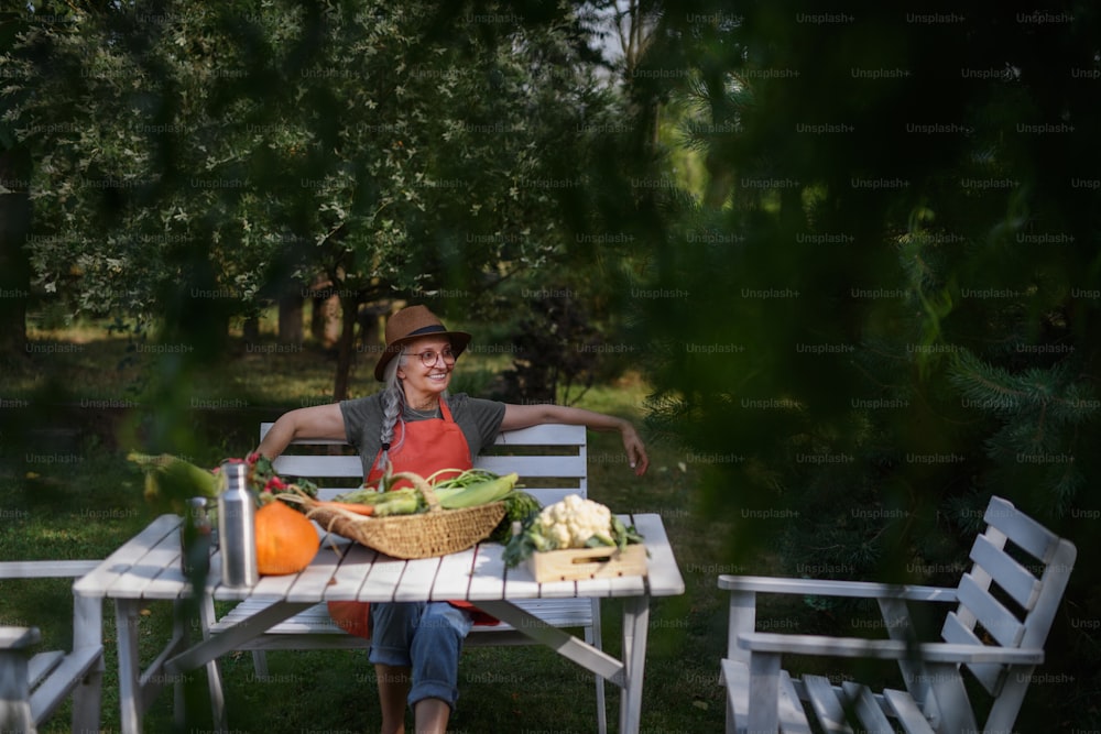 Un agricoltore anziano felice seduto a tavola e guardando il raccolto all'aperto in giardino.