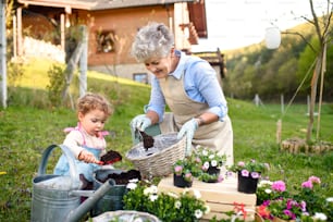 Happy senior grandmother with small granddaughter gardening outdoors in summer, planting flowers.