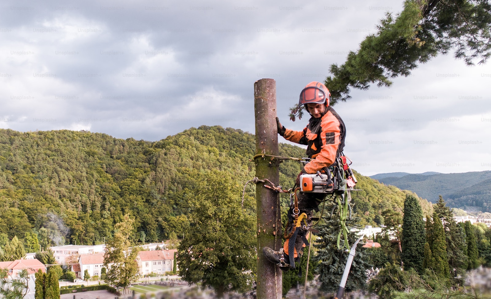 Tree service Broadmoor Colorado Springs