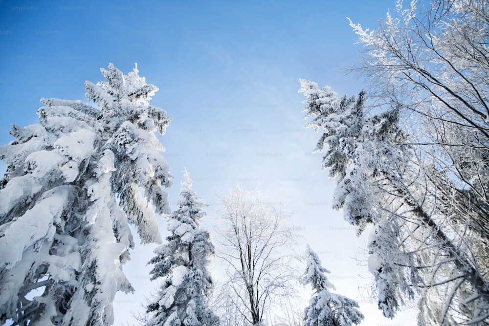 Ein niedriger Winkel Blick auf Baumkronen von schneebedeckten Nadelbäumen im Wald im Winter.