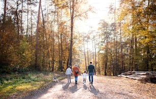 Rear view of young family with small children and dog on a walk in autumn forest, walking.