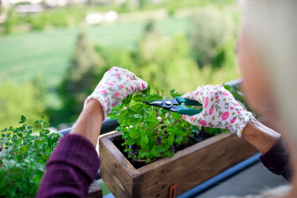 Hands of unrecognizable woman gardening on balcony in summer, cutting herbs.