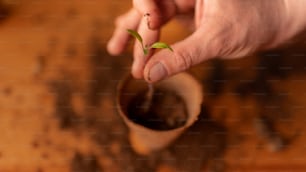 A person planting the seedlings into containers with the soil at home