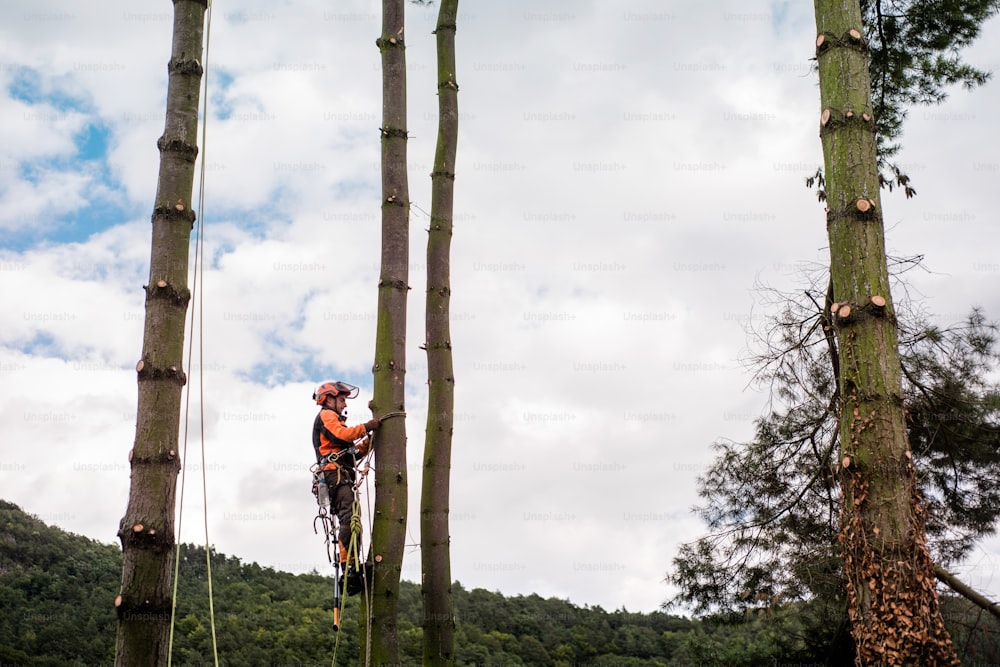 Arborist man with harness cutting a tree, climbing. Copy space.