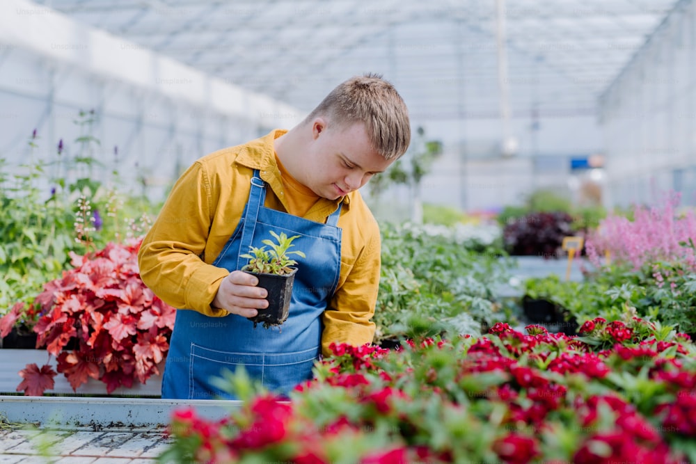A happy young employee with Down syndrome working in garden centre, taking care of flowers.