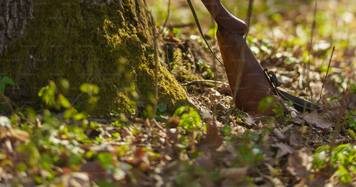 A hunter's rifle gun near tree in forest. photo – - shotgun Image on ...