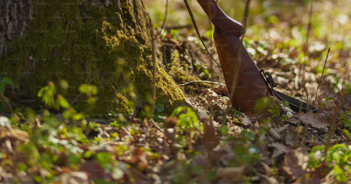 Forest Rifle Spawn A hunter's rifle gun near tree in forest. photo – Forest Image on Unsplash