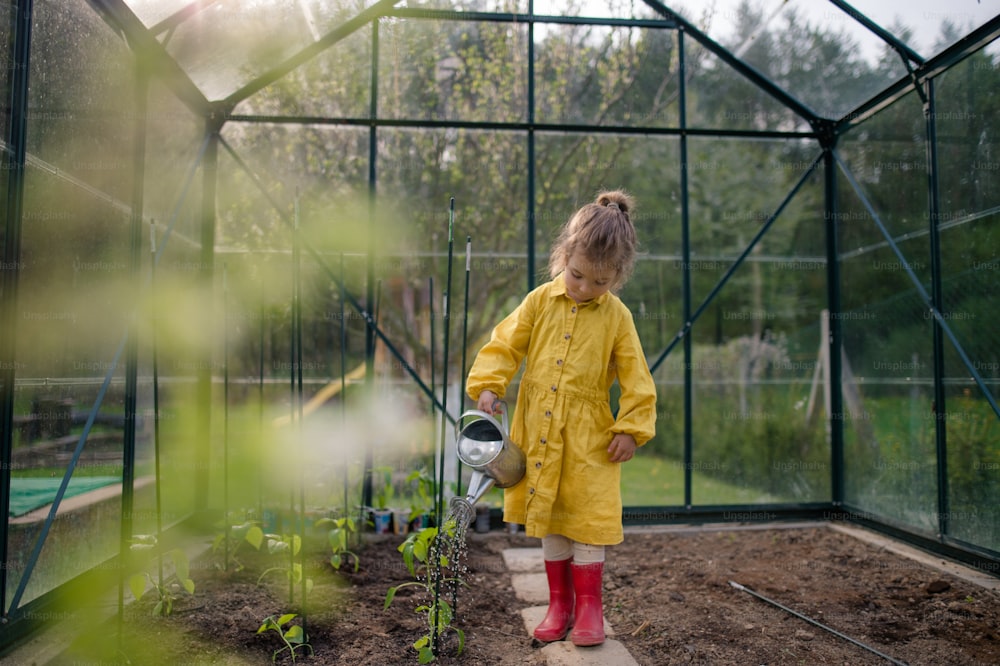 Ein kleines Mädchen, das sich um Pflanzen kümmert, wenn es sie im Öko-Gewächshaus gießt, lernt Gartenarbeit.