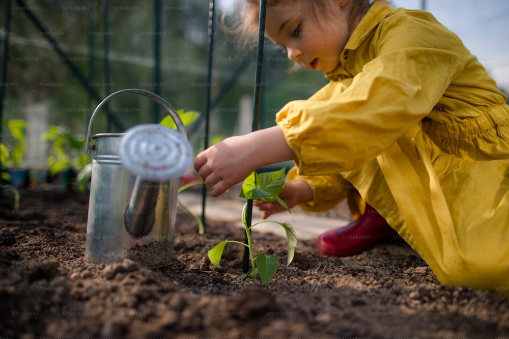A little girl planting organic pepper plants in eco greenhouse, learn gardening and sustainable lifestyle.