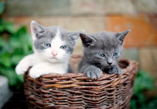 Two cute kittens are looking out of wooden basket.