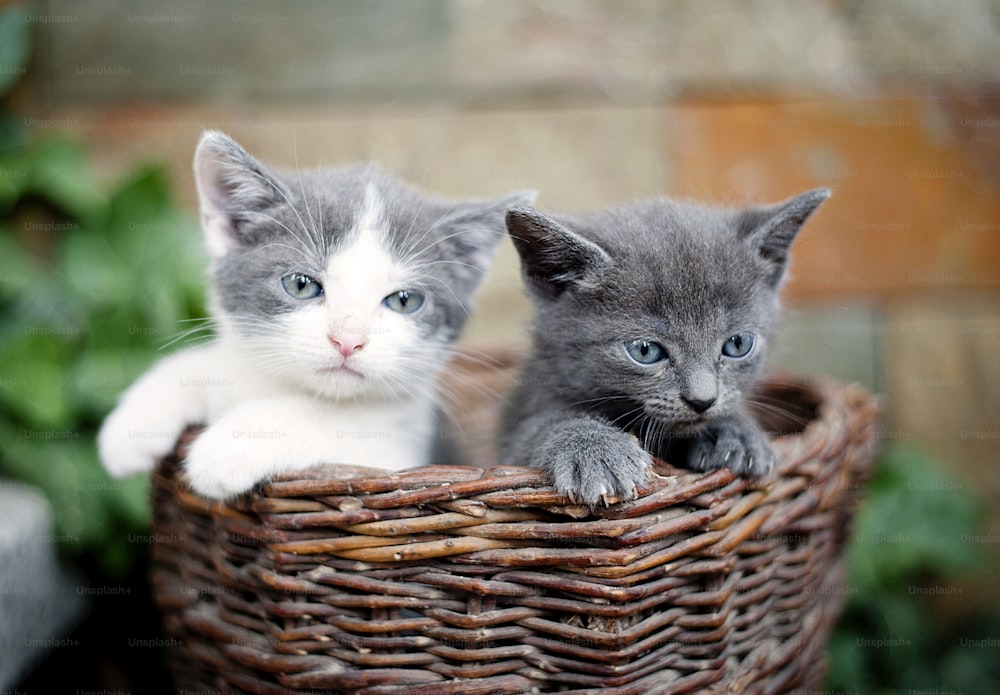 Two cute kittens are looking out of wooden basket.