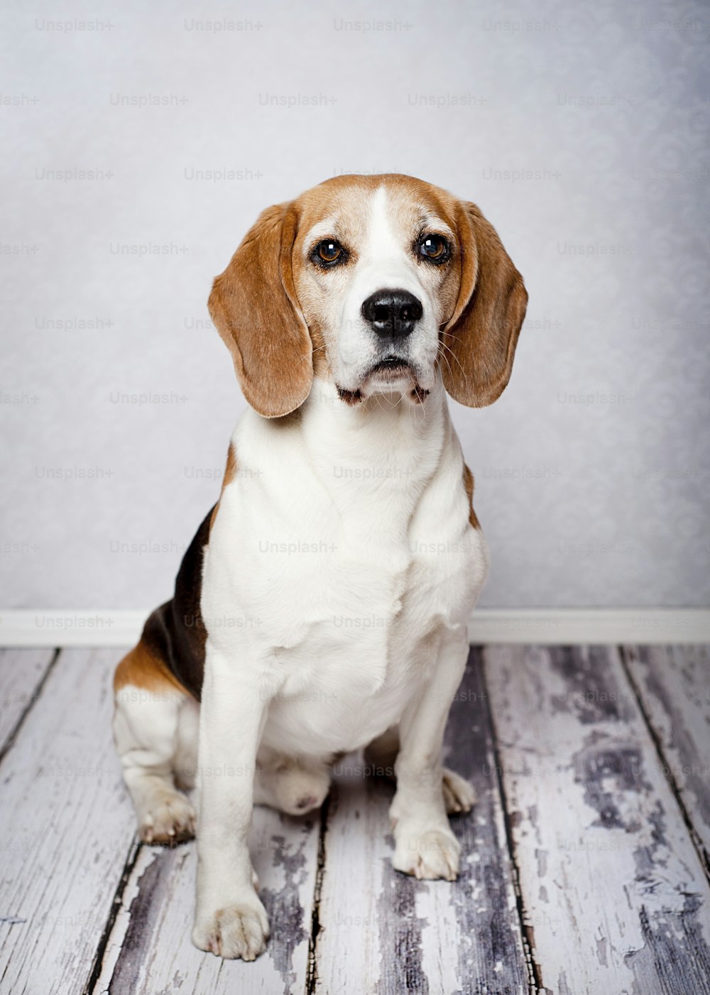 1000+ Beagle Pictures | Download Free Images on Unsplash