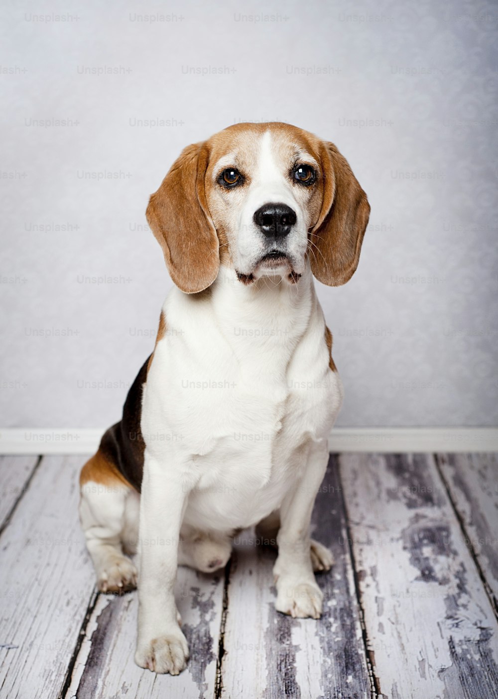 Cute hunting dog  portrait on wooden floor