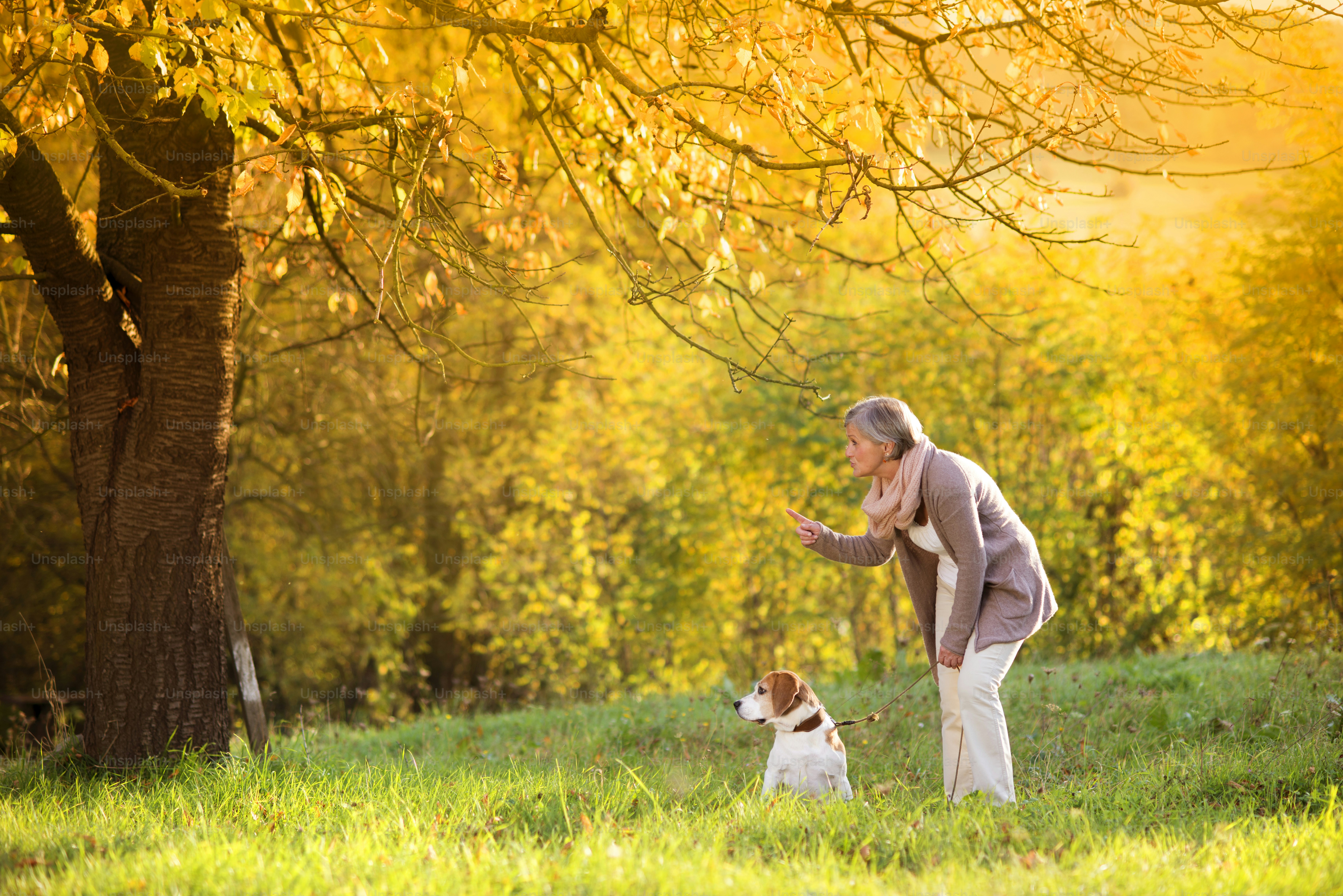 Femme âgée promenant son chien beagle à la campagne