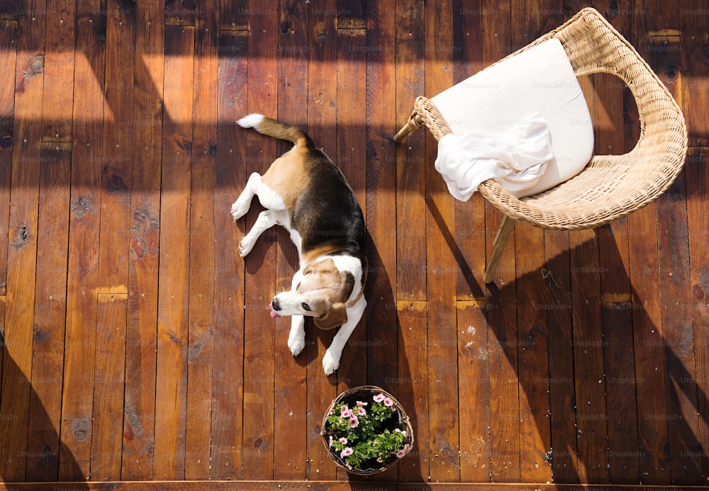 Cão deitado em um terraço de madeira de uma casa de família.