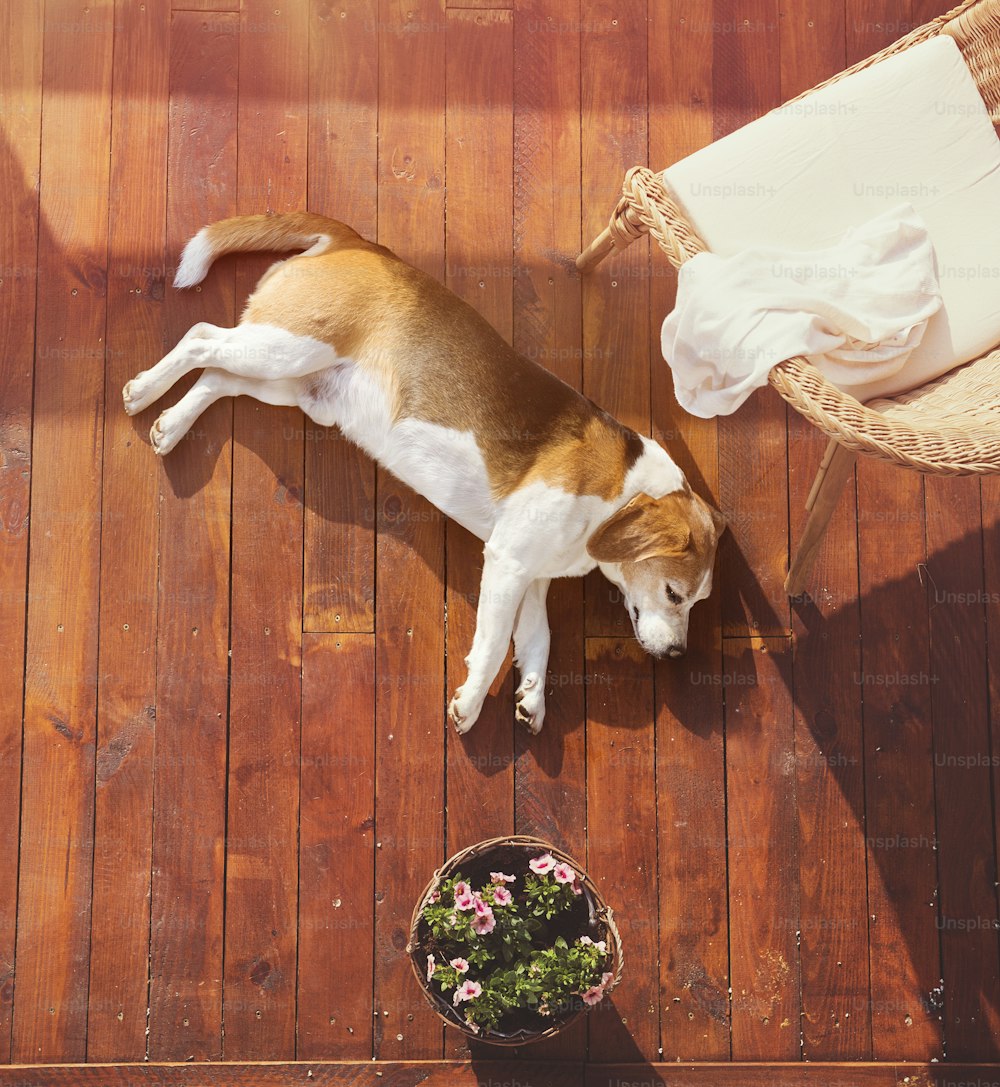 家族の家の木�製のテラスに横たわる犬。