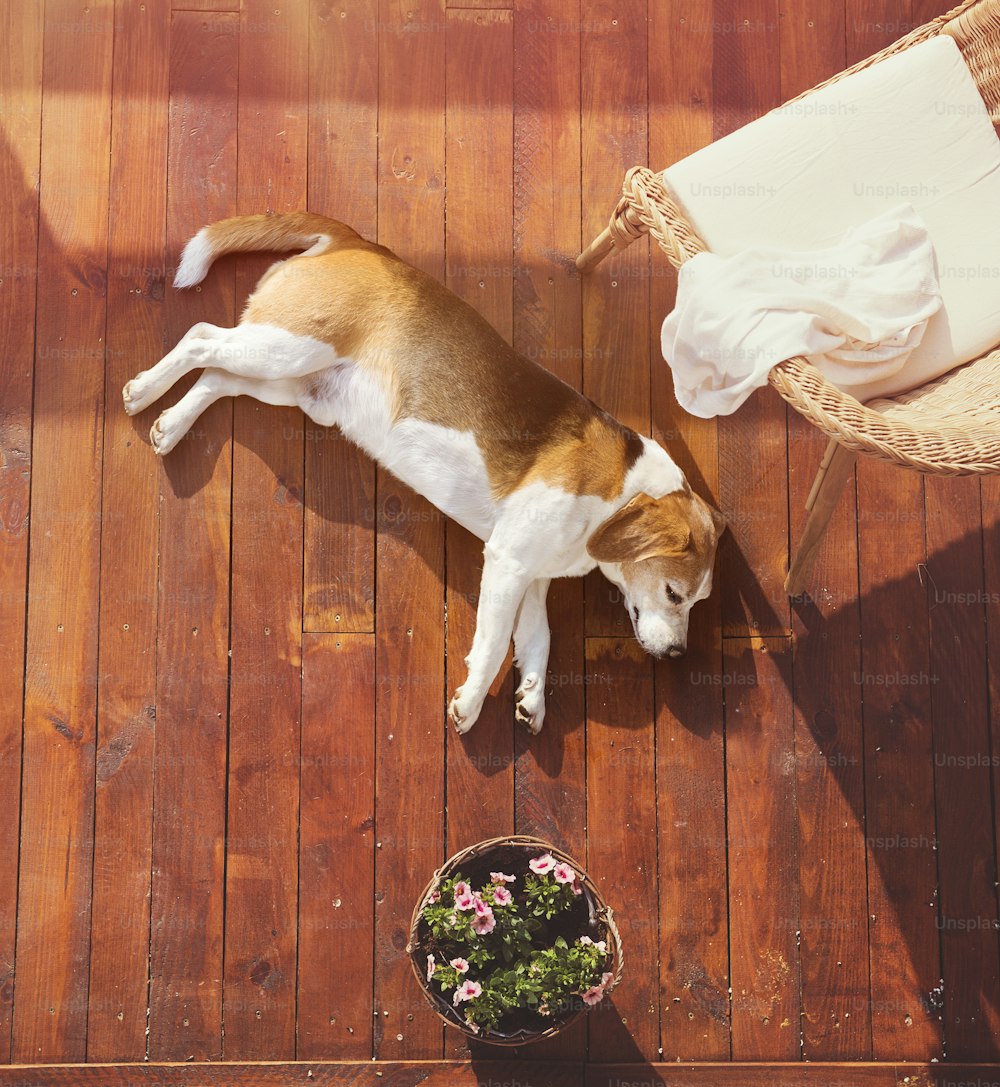 Dog lying on a wooden terrace of a family house.