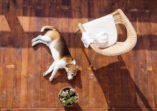 Dog lying on a wooden terrace of a family house.
