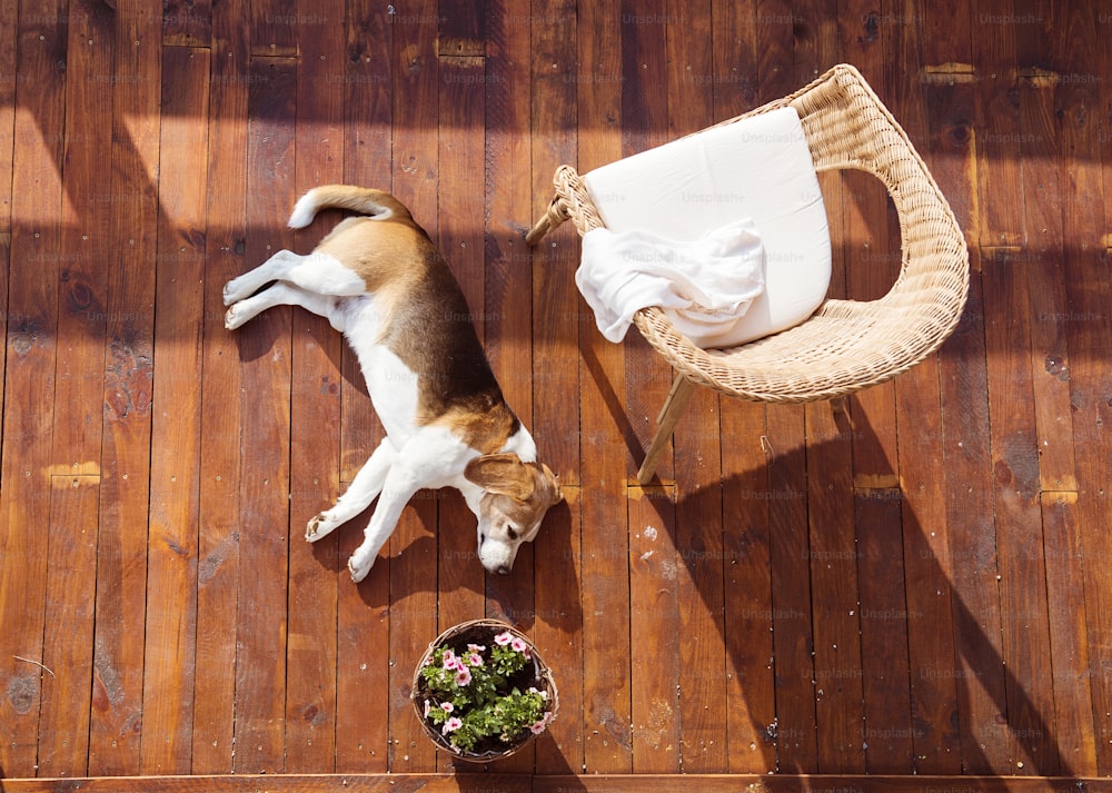 Cão deitado em um terraço de madeira de uma casa de família.