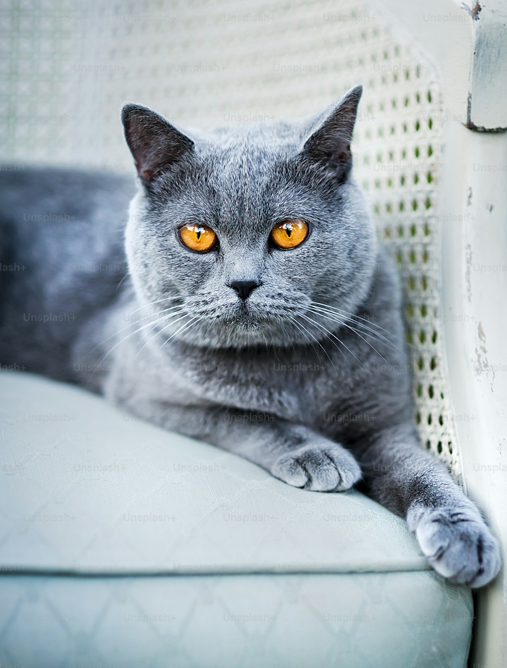 Cat on the chair