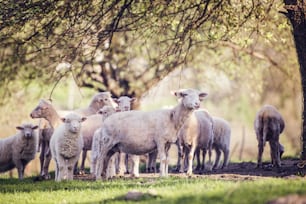 Rebanho de ovelhas fora na natureza do verão