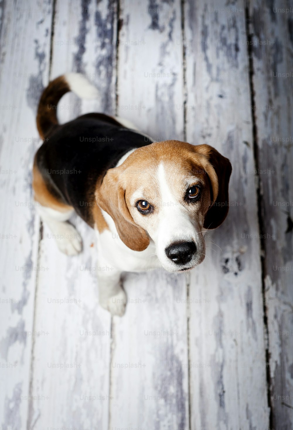 Cute hunting dog  portrait on wooden floor