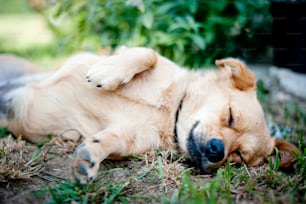 Cute dog is outside in the garden.