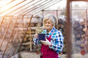 Senior woman planting seedlings into a greenhouse