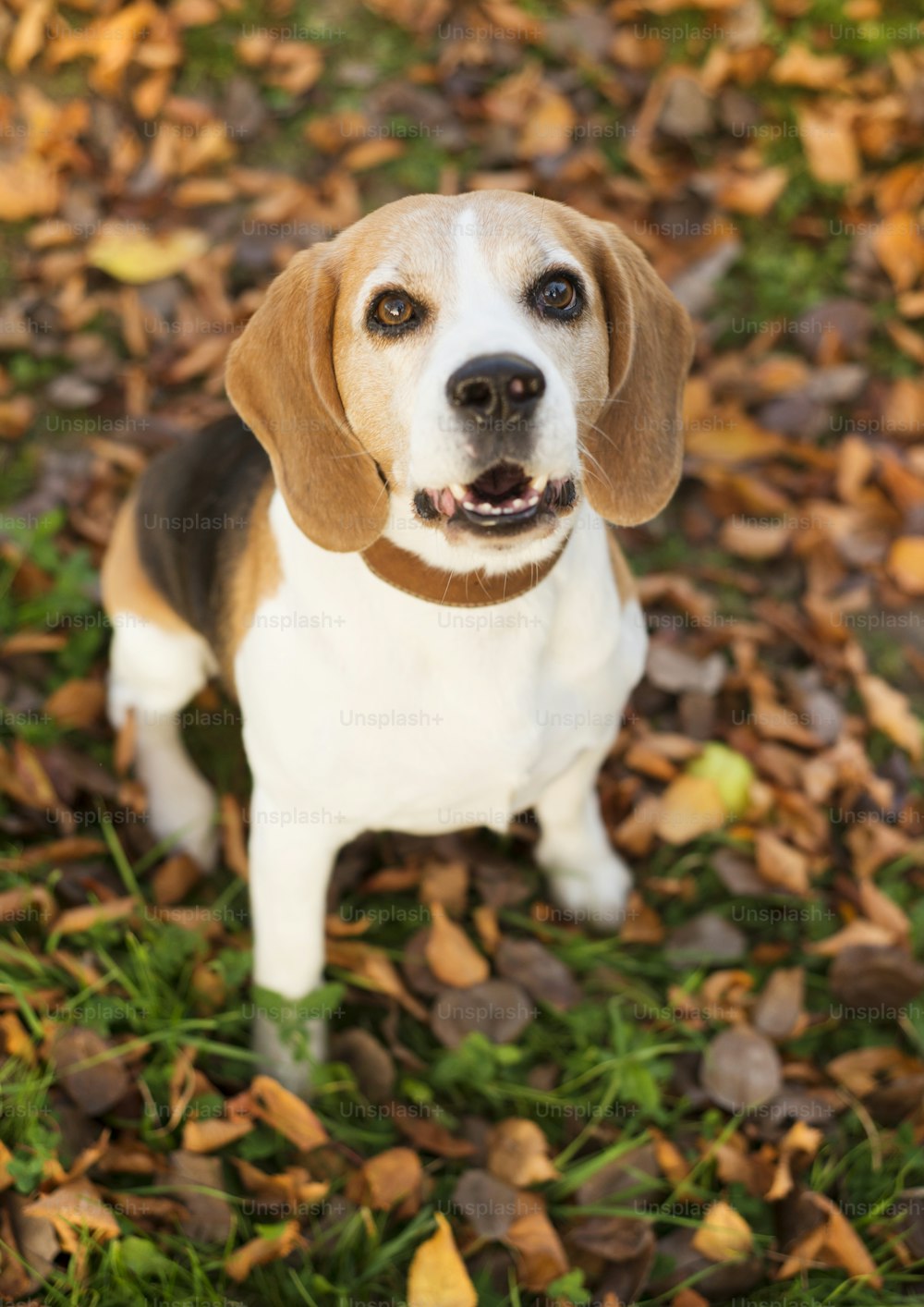Retrato del perro Beagle acostado en las hojas de otoño