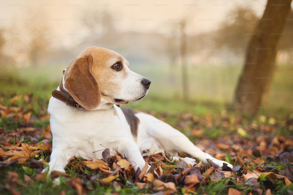 Beagle dog portrait laying down in autumn leaves