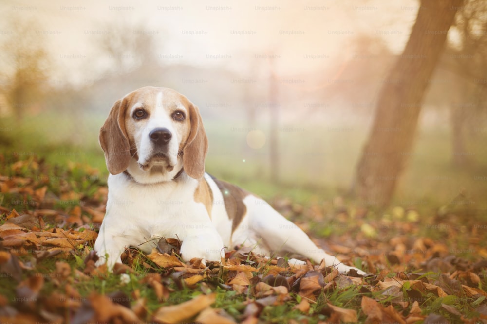Retrato do cão de Beagle deitado nas folhas do outono