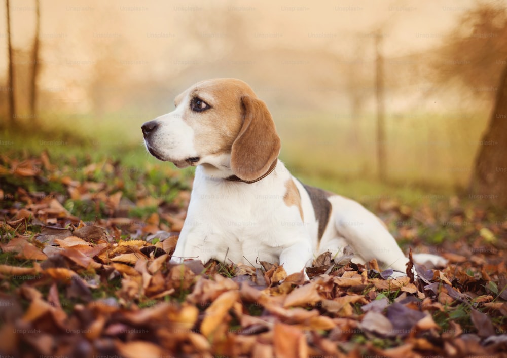 紅葉に横たわるビーグル犬の肖像画