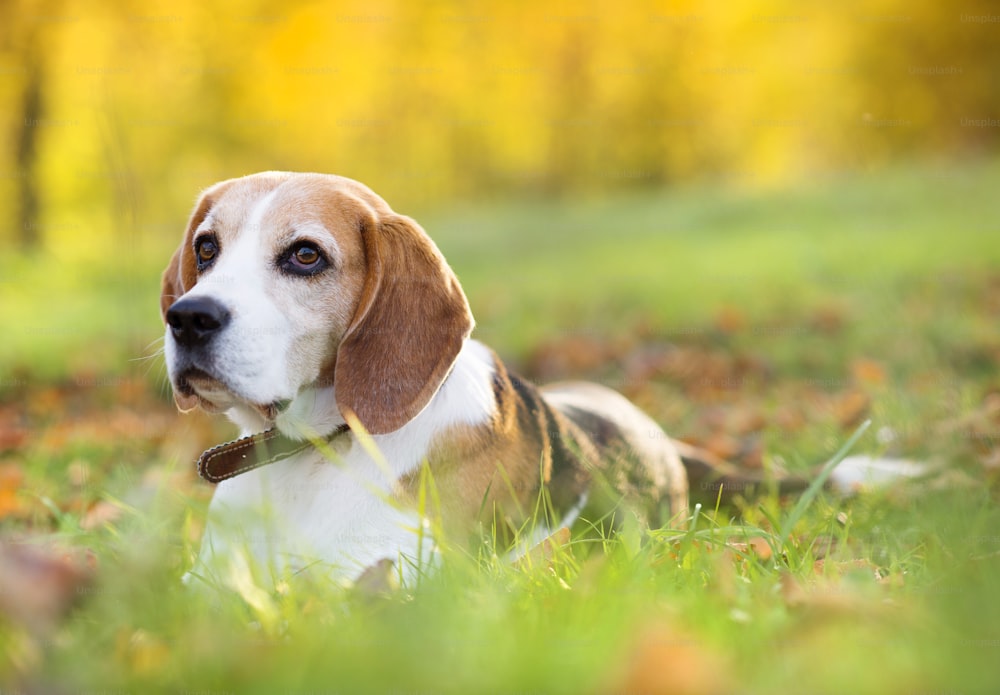 Beagle dog portrait on sunshine background in nature