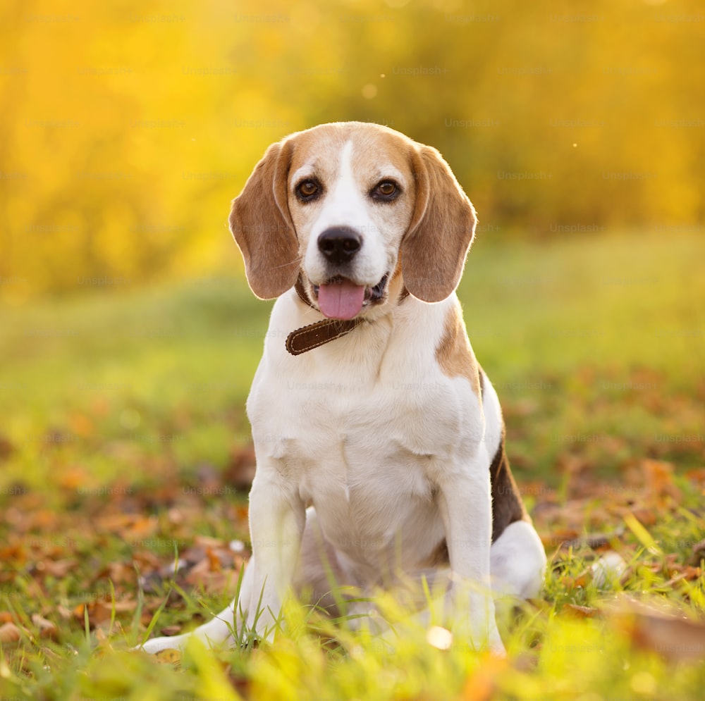 Retrato do cão de Beagle no fundo da luz do sol na natureza