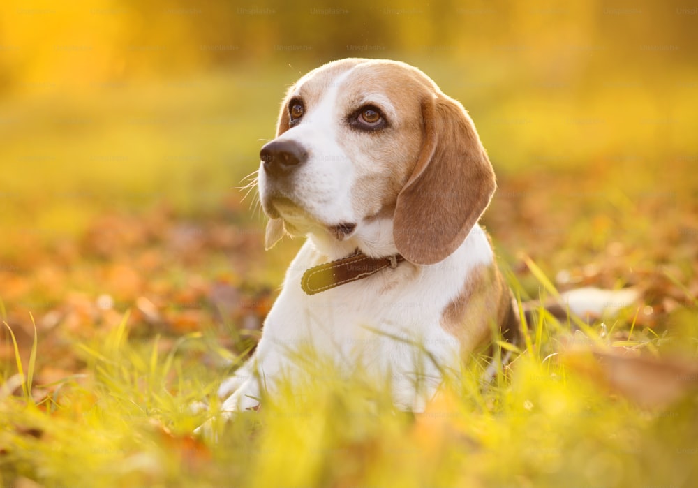 Retrato del perro del Beagle sobre el fondo del sol en la naturaleza
