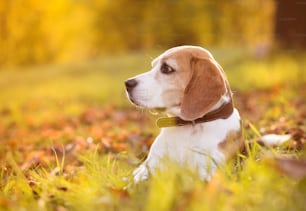 Retrato del perro del Beagle sobre el fondo del sol en la naturaleza