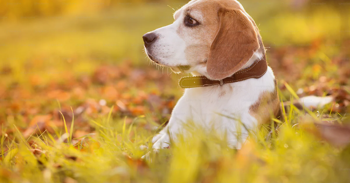 Beagle dog portrait on sunshine background in nature photo – Animal ...