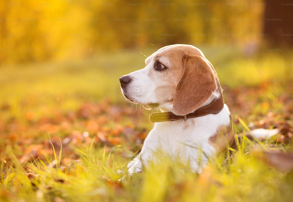 Beagle dog portrait on sunshine background in nature
