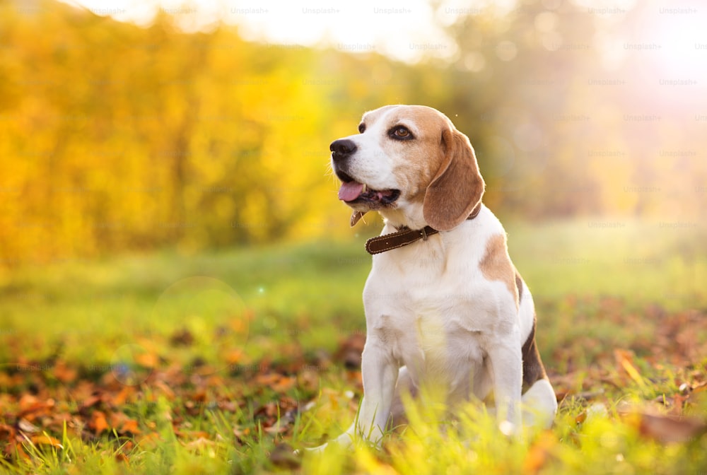 Retrato do cão de Beagle no fundo da luz do sol na natureza