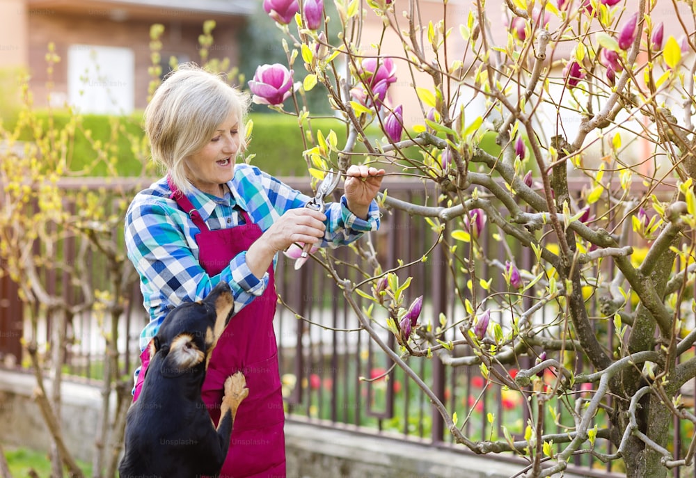 Woman pruning magnolia tree branches in her garden